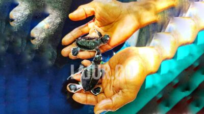 Dua ekor tukik yang menetas dari program konservasi penyu nelayan PAAP di Pantai Koguna Desa Mopaano Kabupaten Buton.